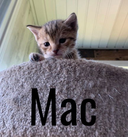 Mac