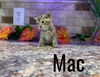 Mac