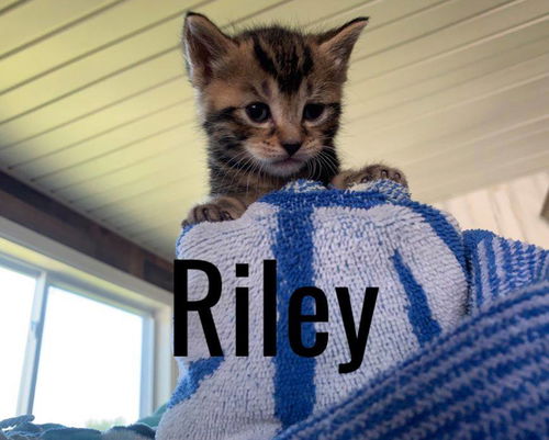 Riley