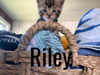 Riley