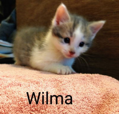 Wilma