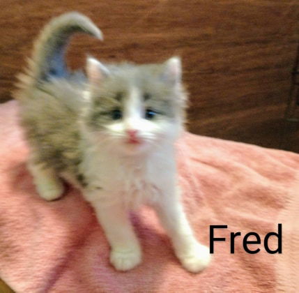 Fred