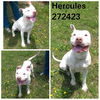 Hercules