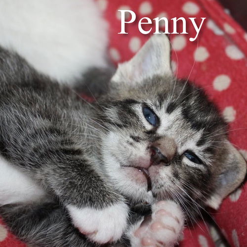 Penny