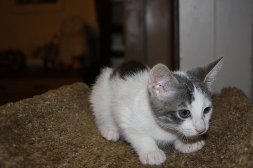 Alice