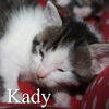 Kady