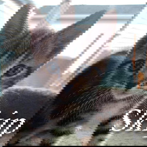 Skip