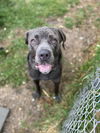 Capone