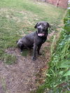 Capone