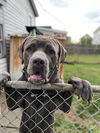 Capone