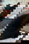 Ash