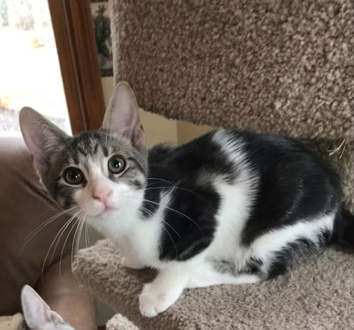 Gracie