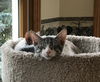 Gracie