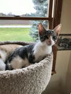 Gracie