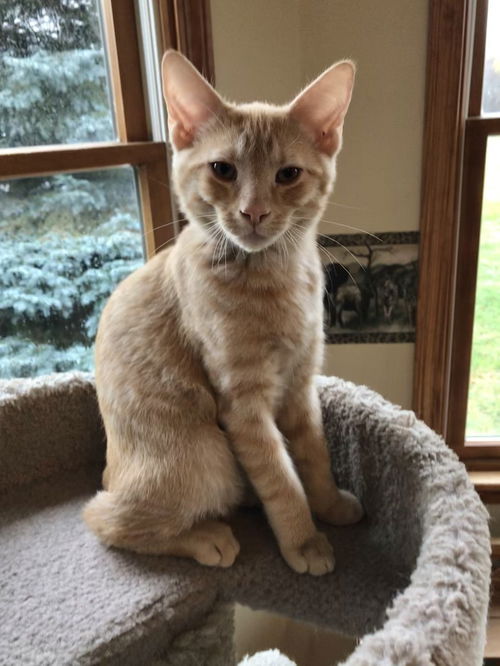 Simon
