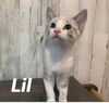 Lil