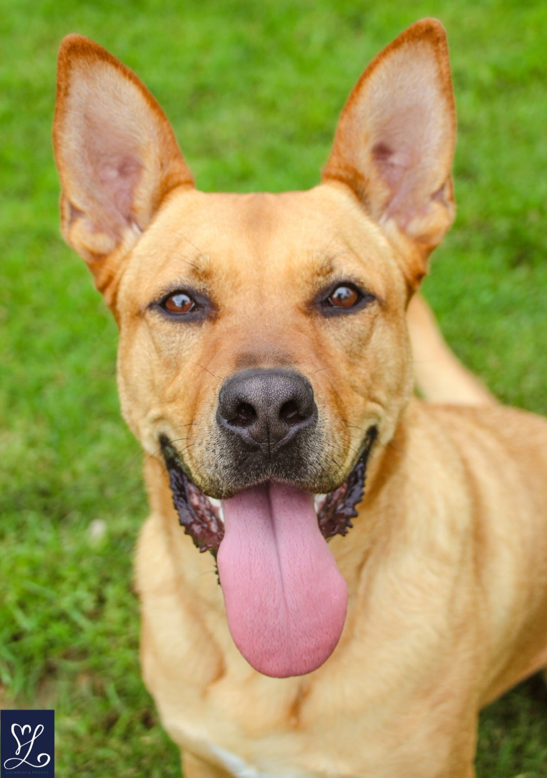 Carolina dog store german shepherd mix