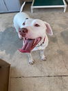 Gracie