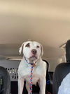 Gracie