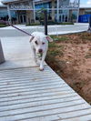 Gracie