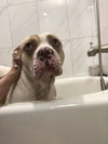 Simba