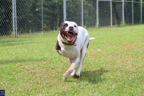 Buddy 2, photo 9