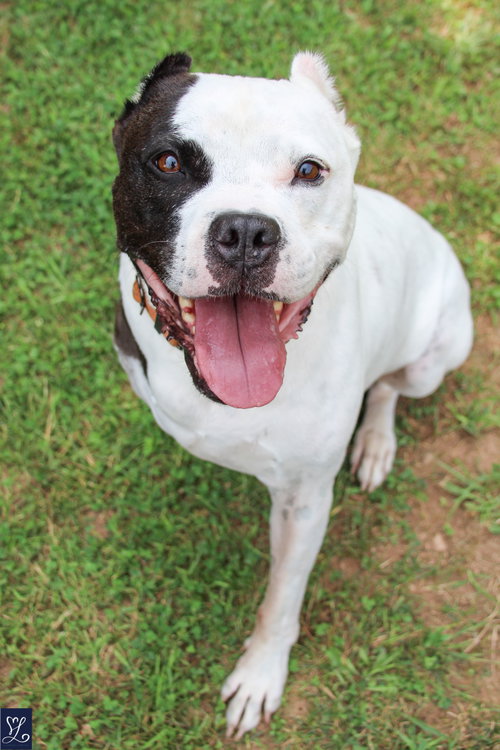 Buddy 2, photo 2