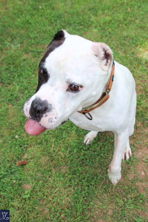 Buddy 2, photo 7