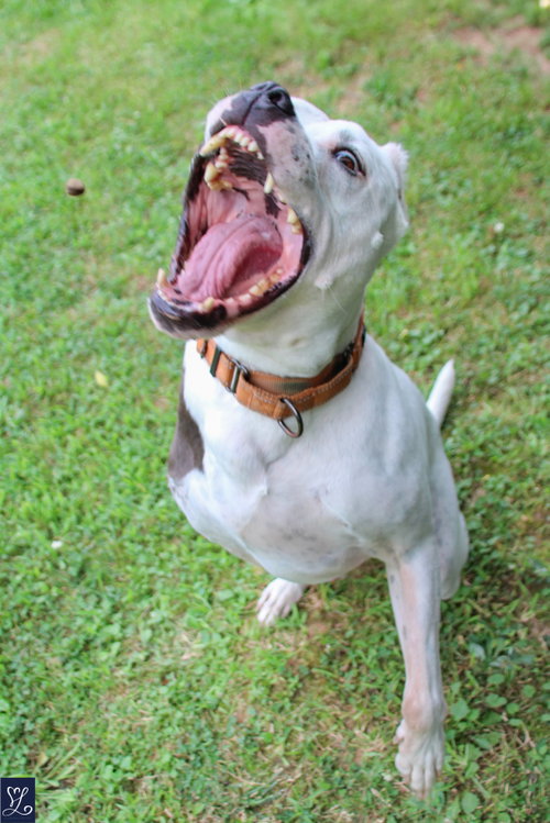 Buddy 2, photo 6