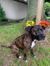 Zoey