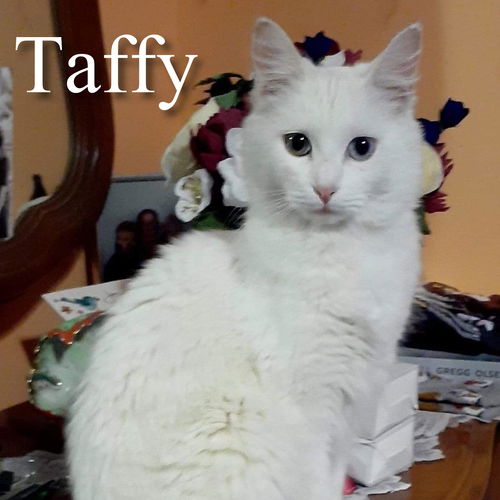 Taffy