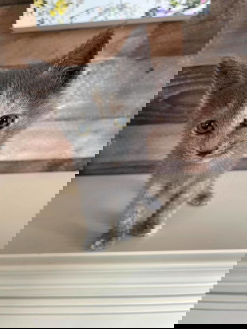 Q