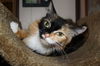 Shasta