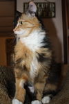 Shasta