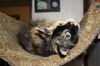 Shasta