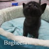 Bagheera