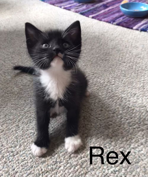 Rex