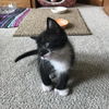 Mitt