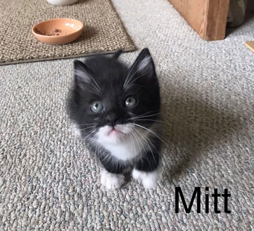 Mitt