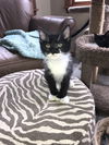 Mitt