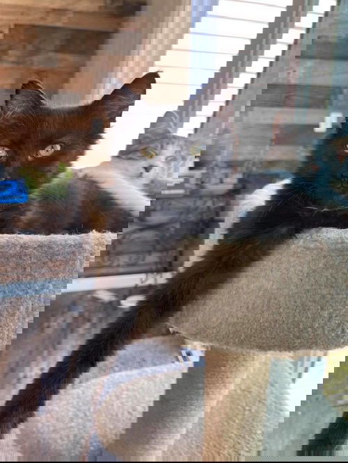 Sigma