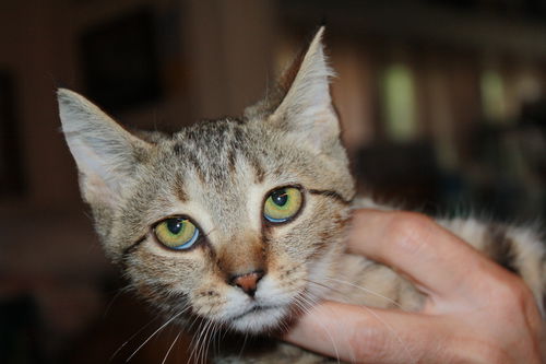 Clea