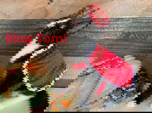 Tom