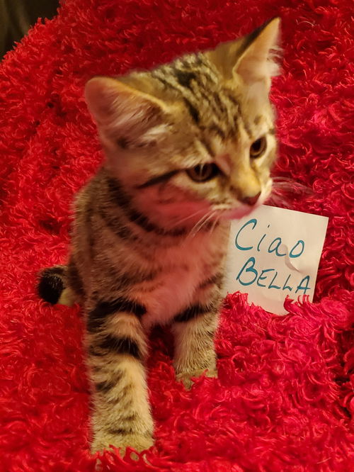 Ciao Bella