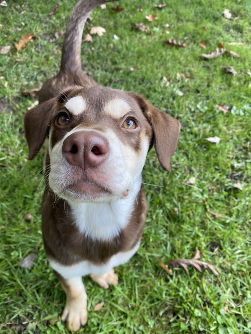 Mocha