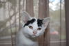 Dottie
