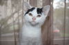 Dottie