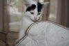 Dottie