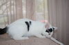 Dottie