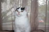 Dottie